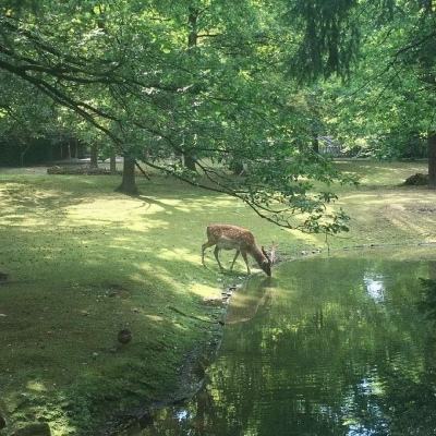 《经济半小时》 20240917 从“芯”开始：肉羊育种闯新路